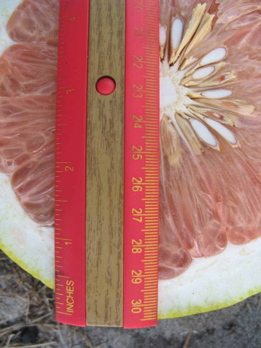              Fruit cross-section (Large Pink, Winter Haven,   FL)   